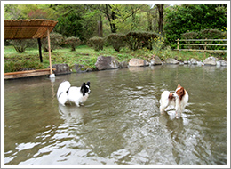 愛犬と一緒にお風呂